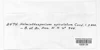 Helminthosporium apiculatum image